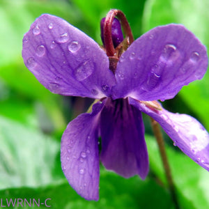 Common Blue Violet - Viola sororia