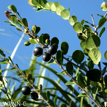 Load image into Gallery viewer, Red Tip Cocoplum - Chrysobalanus icaco (3 gal.)
