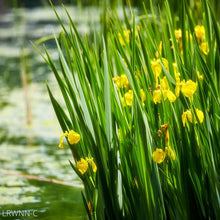 Load image into Gallery viewer, Yellow Canna - Canna flaccida (1 Gal.)
