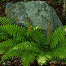 Load image into Gallery viewer, Cinnamon Fern - Osmunda cinnamomea (1 &amp; 3 Gal.)
