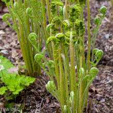 Load image into Gallery viewer, Cinnamon Fern - Osmunda cinnamomea (1 & 3 Gal.)