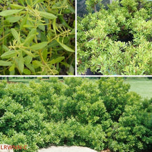Load image into Gallery viewer, Wax Myrtle Don's Dwarf - Morella cerifera “don's dwarf" (3 Gal.)