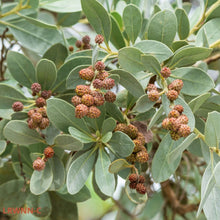 Load image into Gallery viewer, Silver Buttonwood Tree - Conocarpus erectus sericeus