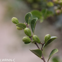 Load image into Gallery viewer, Red Tip Cocoplum - Chrysobalanus icaco