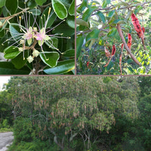 Load image into Gallery viewer, Jamaica Caper - Quadrella jamaicensis