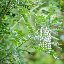 Load image into Gallery viewer, Necklace-Pod - Sophora tomentosa
