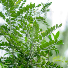 Load image into Gallery viewer, Necklace-Pod - Sophora tomentosa
