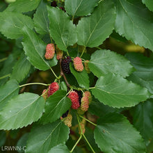 Load image into Gallery viewer, Red Mulberry - Morus rubra (3 Gal.)