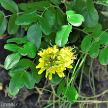 Load image into Gallery viewer, Necklace-Pod - Sophora tomentosa
