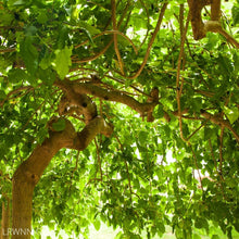 Load image into Gallery viewer, Red Mulberry - Morus rubra (3 Gal.)