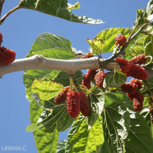Load image into Gallery viewer, Red Mulberry - Morus rubra (3 Gal.)