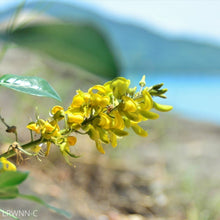 Load image into Gallery viewer, Necklace-Pod - Sophora tomentosa