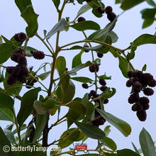 Load image into Gallery viewer, Silver Buttonwood - Conocarpus erectus sericeus