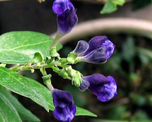 Load image into Gallery viewer, Skullcap - Scutellaria spp. - (1 gal.)