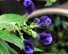 Load image into Gallery viewer, Skullcap - Scutellaria spp. - (1 gal.)
