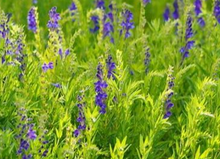 Load image into Gallery viewer, Skullcap - Scutellaria spp. - (1 gal.)
