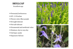 Skullcap - Scutellaria spp. - (1 gal.)