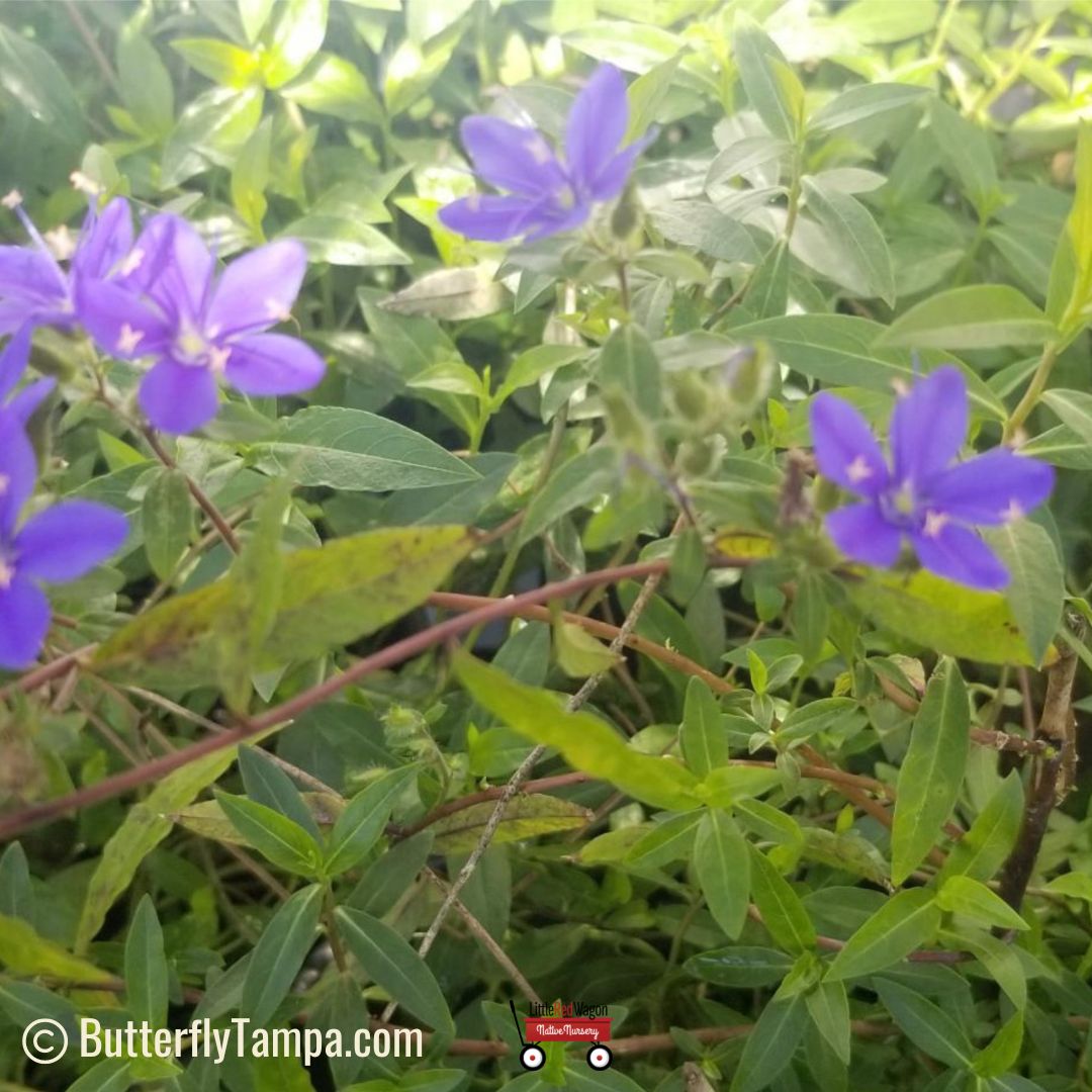 Skyflower - Hydrolea corymbosa (1 gal.) – Little Red Wagon Native