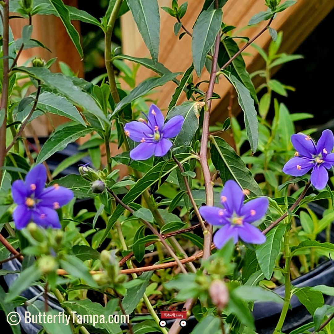 Skyflower - Hydrolea corymbosa (1 gal.) – Little Red Wagon Native