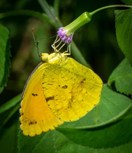 Load image into Gallery viewer, Sensitive Pea - Chamaecrista nictitans (1 gal.)
