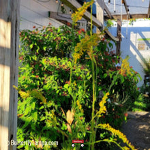 Load image into Gallery viewer, Slender (Wand) Goldenrod - Solidago stricta (1 gal.)
