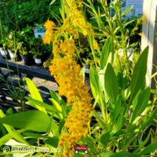 Load image into Gallery viewer, Slender (Wand) Goldenrod - Solidago stricta (1 gal.)
