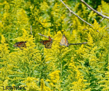 Load image into Gallery viewer, Wand/Slender Goldenrod - Solidago stricta (1 gal.)
