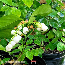 Load image into Gallery viewer, Snowberry - Chiococca alba