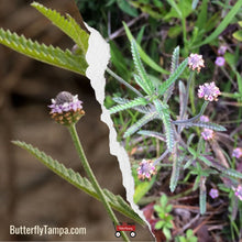 Load image into Gallery viewer, Southern Frogfruit - Phyla stoechadifolia (1 Gal.)
