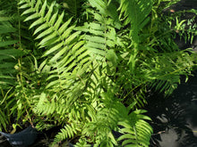 Load image into Gallery viewer, Southern Wood Fern - Dryopteris ludoviciana (1 gal.)
