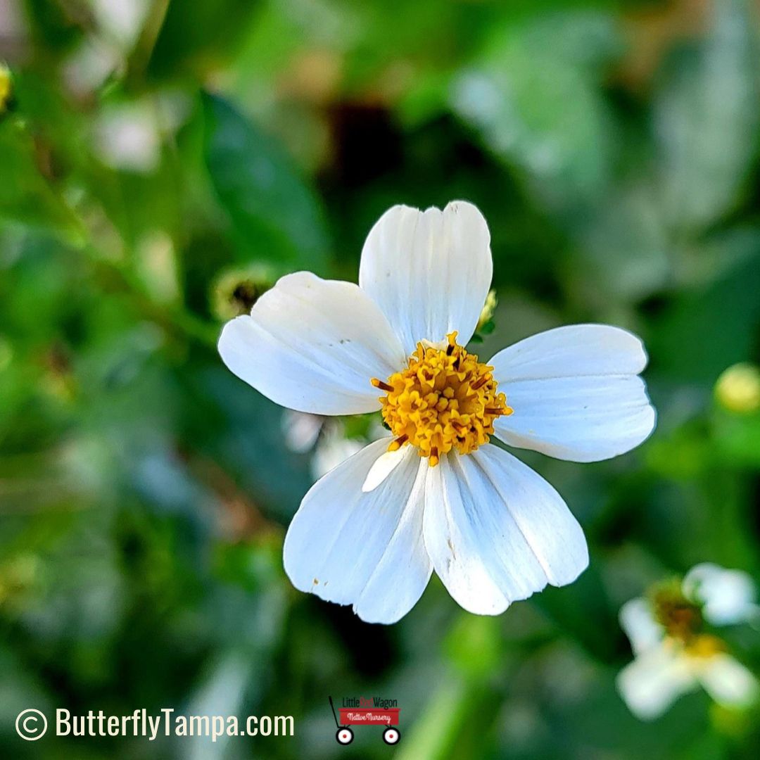 Butterfly Needles - Bidens alba – Little Red Wagon Native Nursery