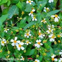 Load image into Gallery viewer, Butterfly Needles - Bidens alba