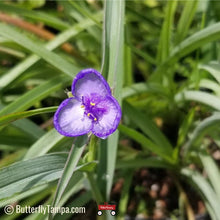 Load image into Gallery viewer, Spiderwort - Tradescantia ohiensis (1 gal.)
