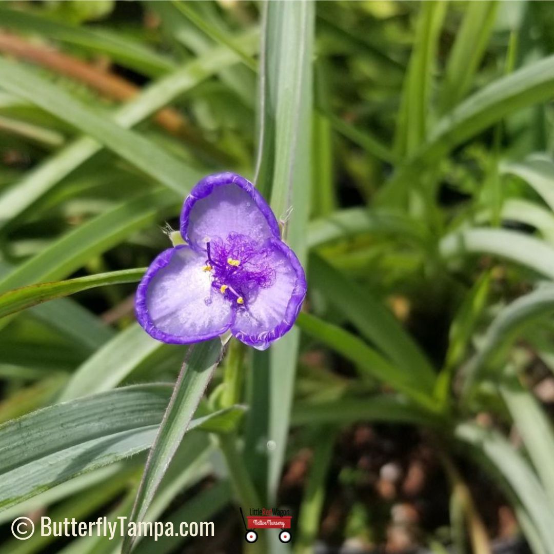 spider wart plant Spiderwort (Tradescantia ohiensis)