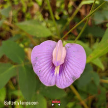 Load image into Gallery viewer, Spurred Butterfly Pea - Centrosema virginianum (1 Gal)