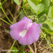 Load image into Gallery viewer, Spurred Butterfly Pea - Centrosema virginianum (1 Gal)