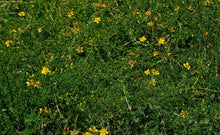 Load image into Gallery viewer, Saint John's Wort - Hypericum tenuifolium (1 gal.)