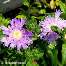 Load image into Gallery viewer, Stoke's Aster - Stokesia laevis