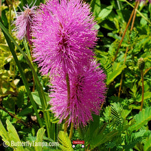 Load image into Gallery viewer, Sunshine Mimosa - Mimosa strigillosa (1 gal.)
