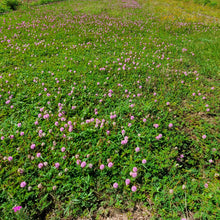 Load image into Gallery viewer, Sunshine Mimosa - Mimosa strigillosa (1 gal.)