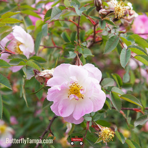 Swamp Rose - Rosa palustris