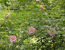 Load image into Gallery viewer, Swamp Rose - Rosa palustris
