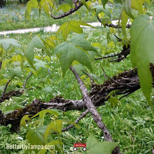 Load image into Gallery viewer, Sweetgum - Liquidambar styraciflua (3 & 7 Gallon)