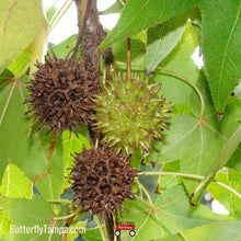 Load image into Gallery viewer, Sweetgum - Liquidambar styraciflua (3 & 7 Gallon)