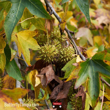 Load image into Gallery viewer, Sweetgum - Liquidambar styraciflua (3 & 7 Gallon)