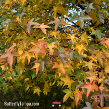 Load image into Gallery viewer, Sweetgum - Liquidambar styraciflua (3 & 7 Gallon)