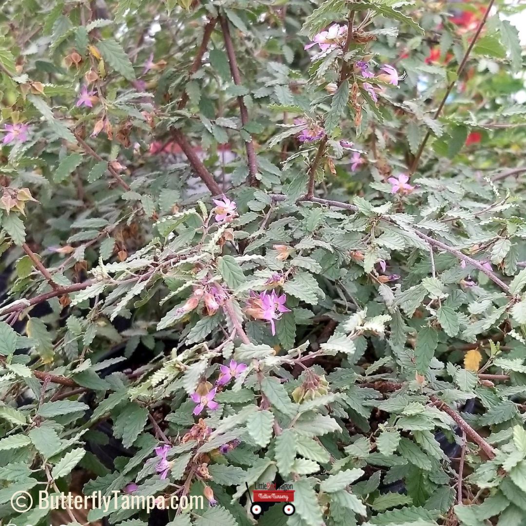 Teabush (Melochia tomentosa)