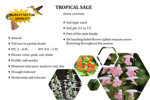 Mixed Tropical Sage - Salvia coccinea (1 gal.)
