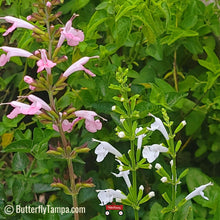 Load image into Gallery viewer, Tropical Sage - Salvia coccinea (1 gal.)
