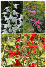 Load image into Gallery viewer, Mixed Tropical Sage - Salvia coccinea (1 gal.)
